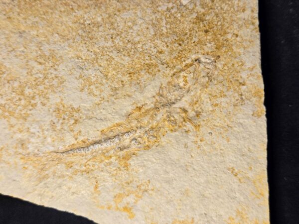 Leptolepides sprattiformis from Solnhofen Quarry Leptolepides sprattiformis at the online store www.fossilcave.com