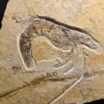 Jurassic Shrimp Antrimpos speciosus at the online store www.fossilcave.com