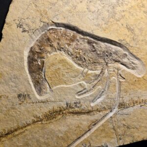 Jurassic Shrimp Antrimpos speciosus at the online store www.fossilcave.com