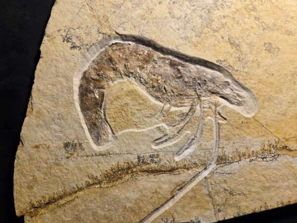 Antrimpos speciosus Jurassic Shrimp Antrimpos speciosus at the online store www.fossilcave.com