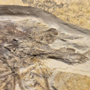 Antrimpos speciosus from Solnhofen Limestone - Image 6