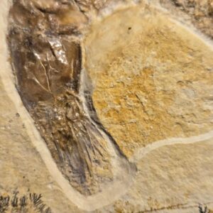 Antrimpos speciosus from Solnhofen Limestone - Image 4