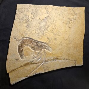 Antrimpos speciosus from Solnhofen Limestone - Image 5