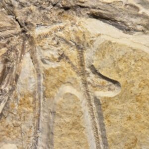 Antrimpos speciosus from Solnhofen Limestone - Image 3