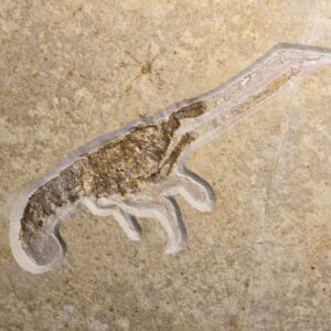 Jurassic Lobster Mecochirus longimanatus at the online store www.fossilcave.com