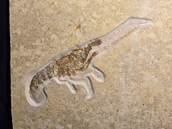Jurassic Lobster Mecochirus longimanatus Jurassic Lobster Mecochirus longimanatus at the online store www.fossilcave.com